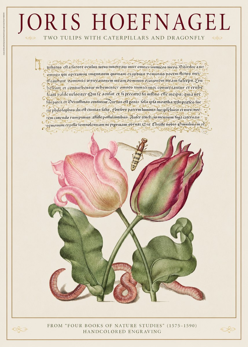 Joris Hoefnagel Two Tulips with Caterpillars and Dragonfly No1 - Plakát