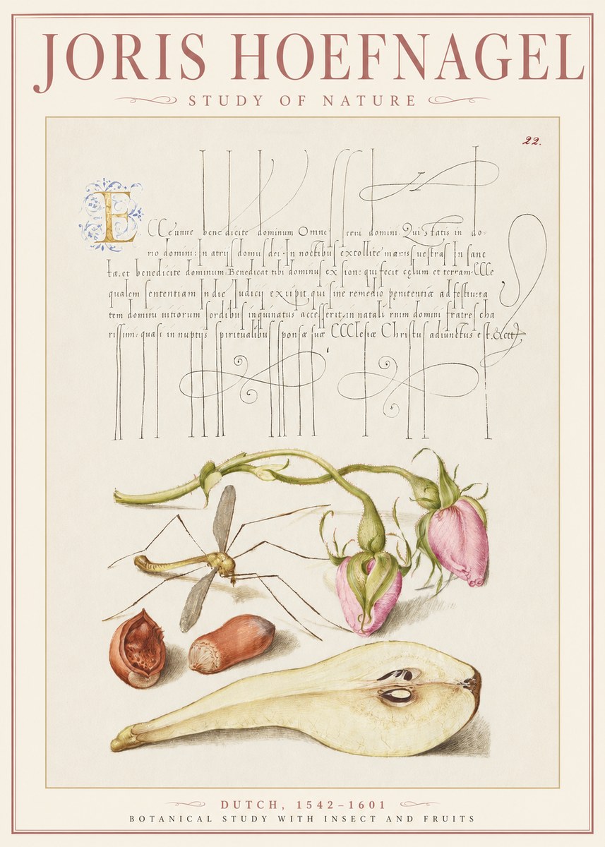Joris Hoefnagel Studies of Plants, Insects and Fruits No3 - Plakát