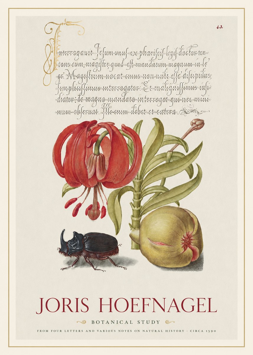 Joris Hoefnagel Botanical Study II No1 - Plakát