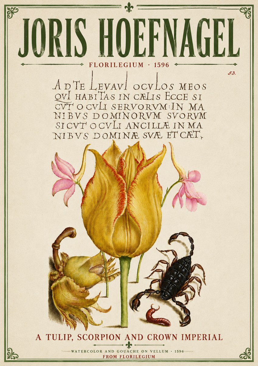 Joris Hoefnagel A Tulip, Scorpion and Crown Imperial No6 - Plakát