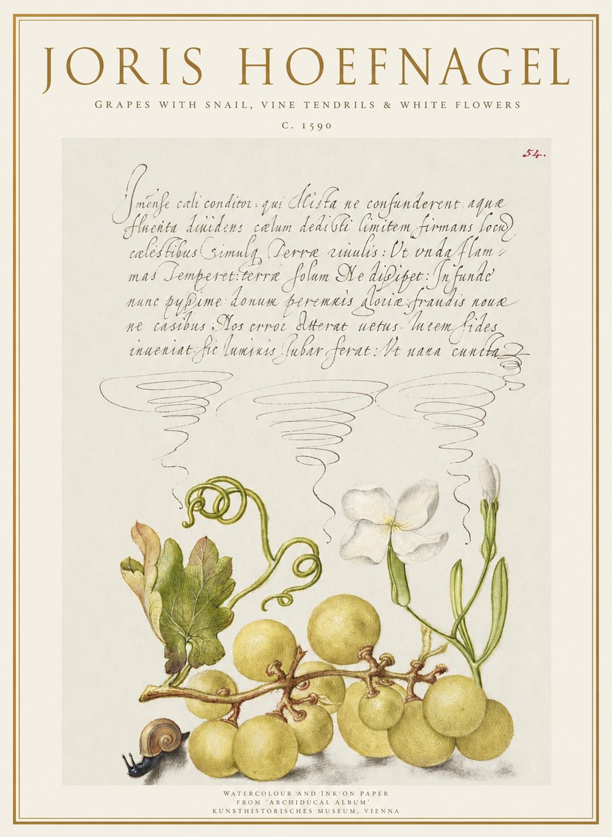 Joris Hoefnagel Grapes with Snail, Vine Tendrils & White Flowers No1 - Plakát