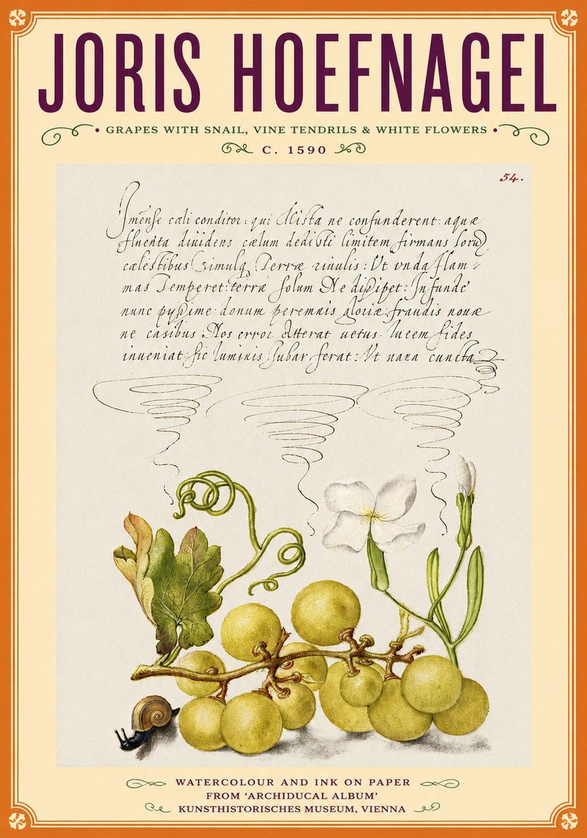 Joris Hoefnagel Grapes with Snail, Vine Tendrils & White Flowers No6 - Plakát