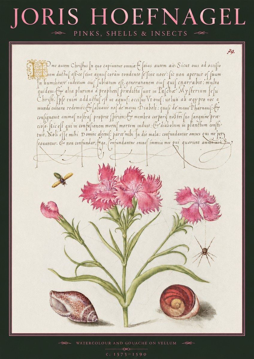 Joris Hoefnagel Pinks, Shells & Insects No2 - Plakát