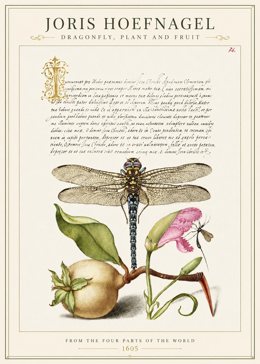 Joris Hoefnagel Dragonfly, Plant and Fruit No1 - Plakát
