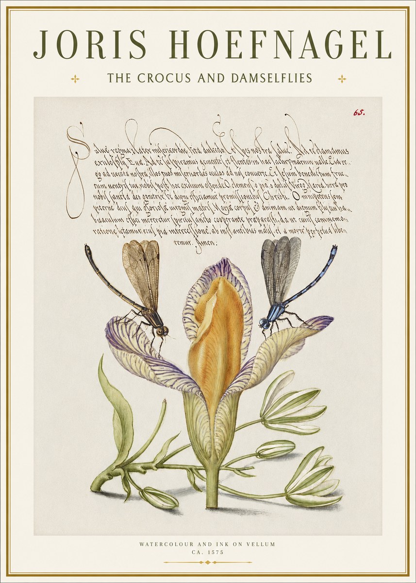 Joris Hoefnagel The Crocus and Damselflies No1 - Plakát