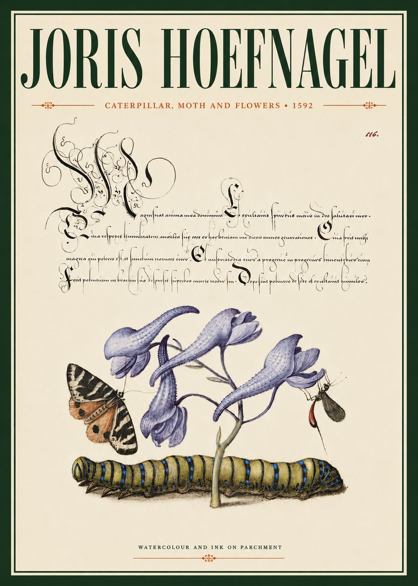Joris Hoefnagel Caterpillar, Moth and Flowers No4 - Plakát