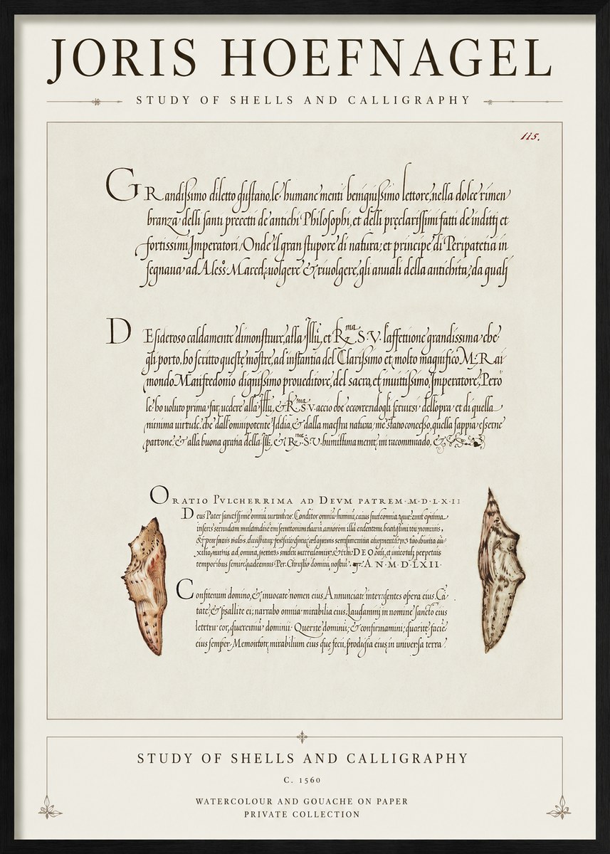 Joris Hoefnagel Study of Shells and Calligraphy No1 - Plakát