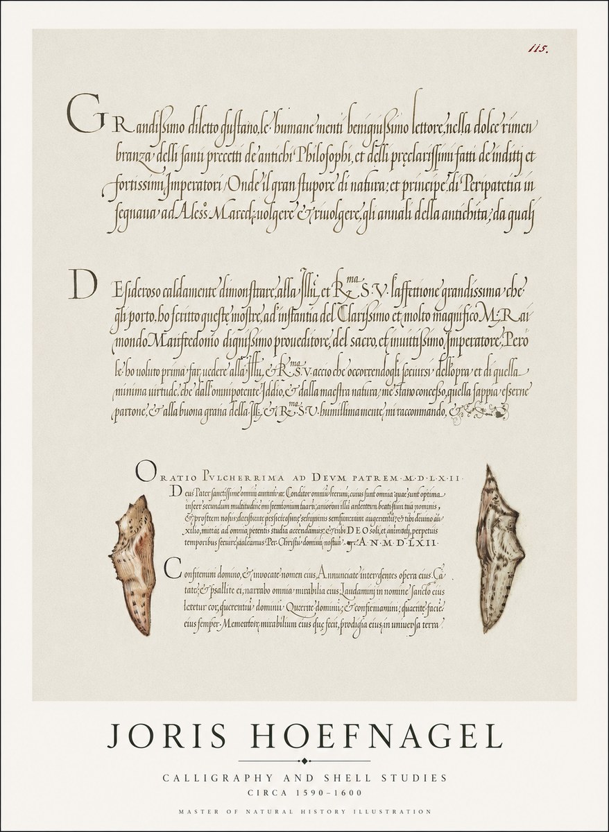 Joris Hoefnagel Study of Shells and Calligraphy No2 - Plakát