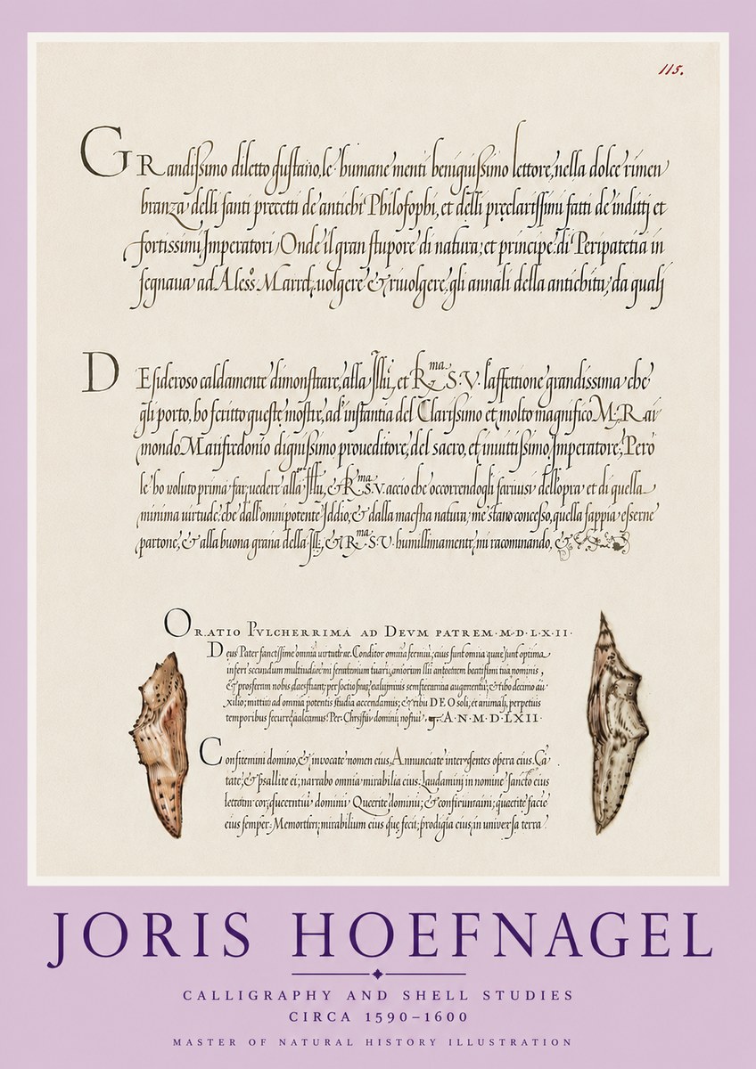 Joris Hoefnagel Study of Shells and Calligraphy No6 - Plakát