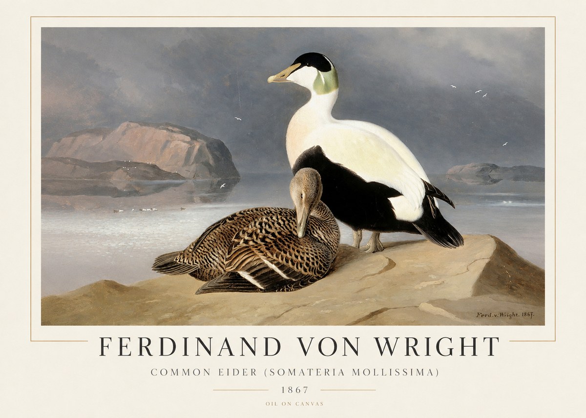 Ferdinand von Wright Common Eider (Somateria Mollissima) No1 - Plakát