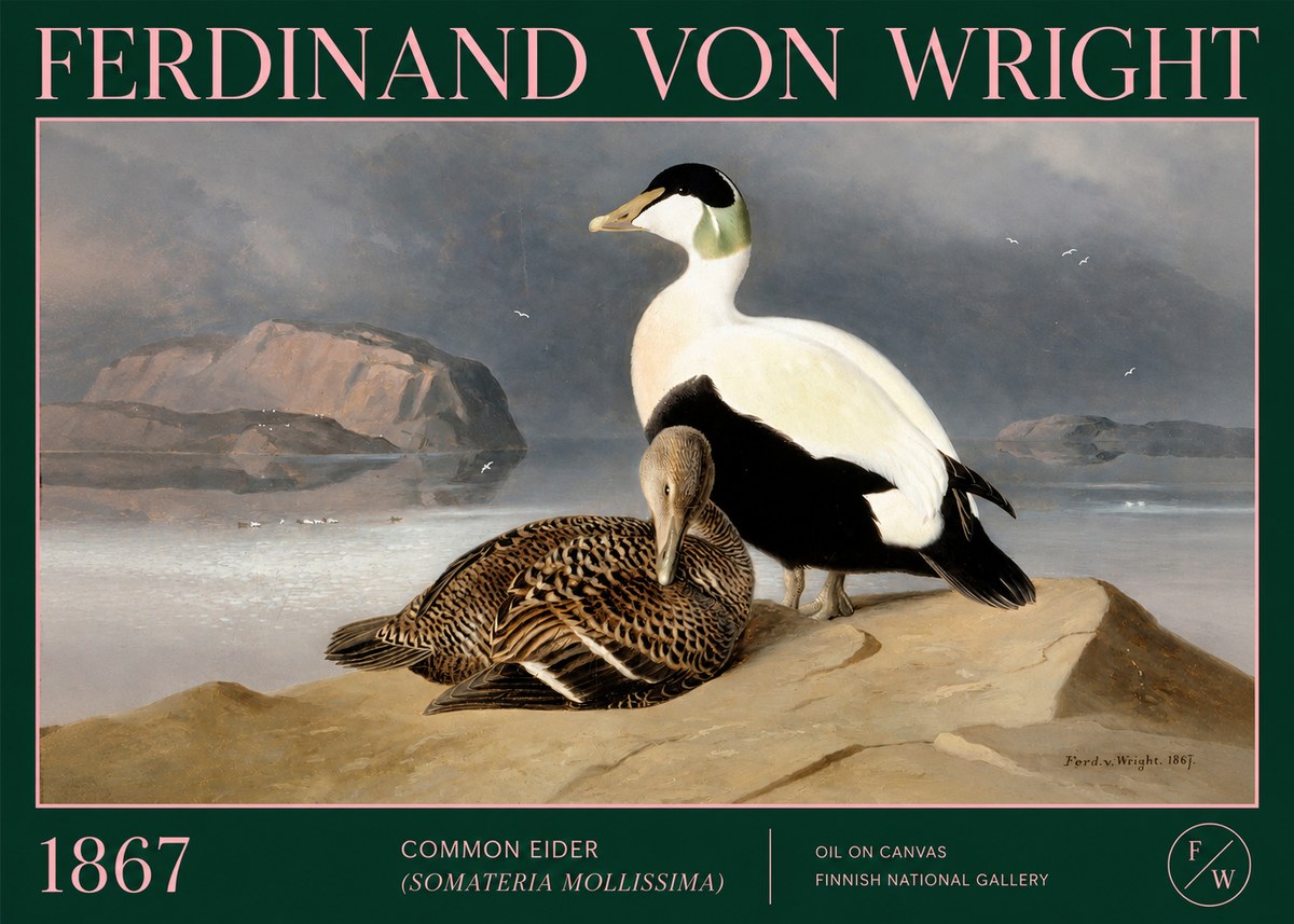 Ferdinand von Wright Common Eider (Somateria Mollissima) No2 - Plakát