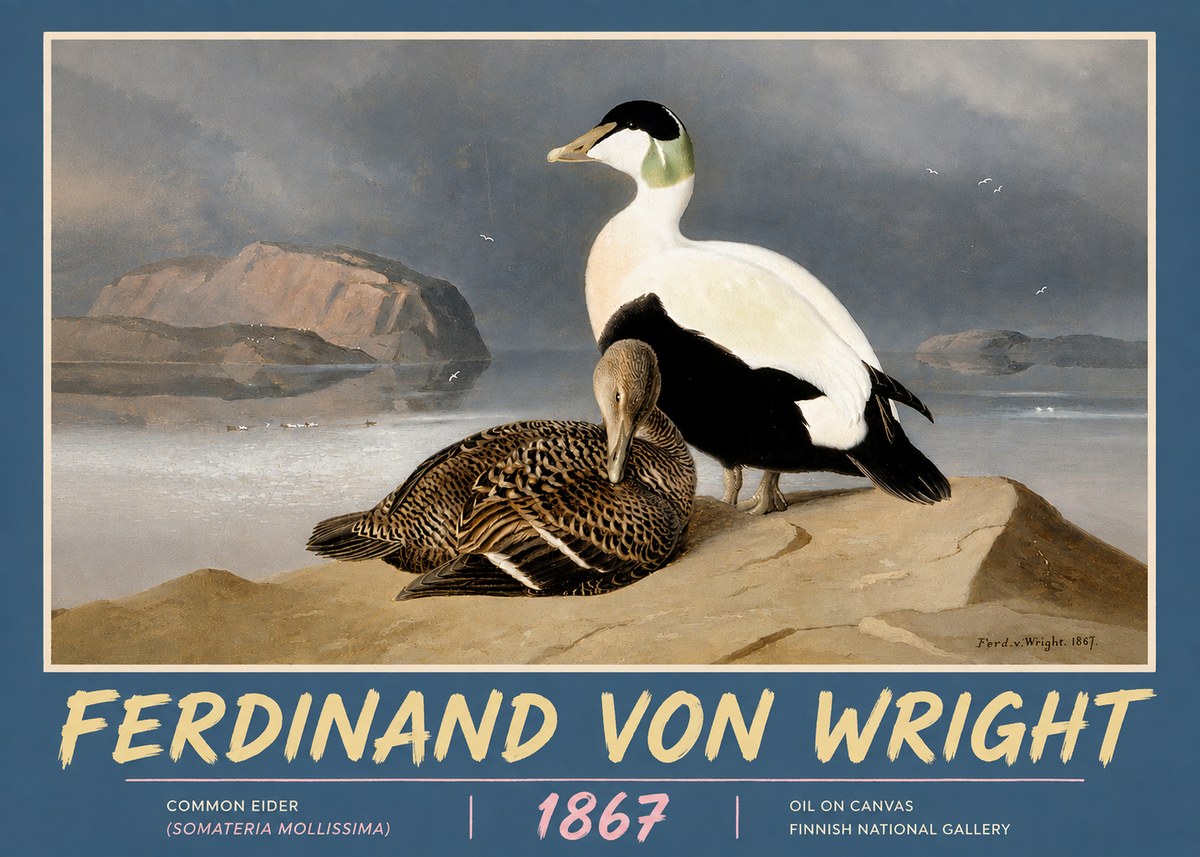 Ferdinand von Wright Common Eider (Somateria Mollissima) No5 - Plakát