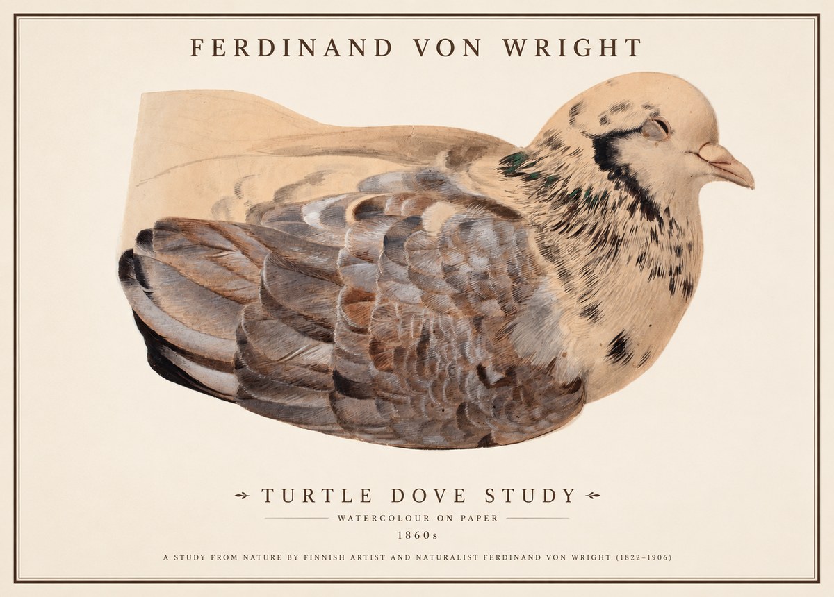 Ferdinand von Wright Turtle Dove Study No1 - Plakát