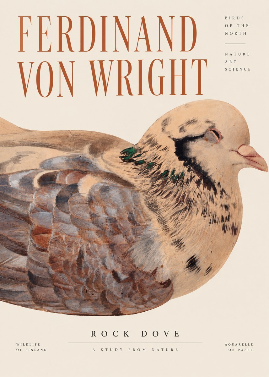 Ferdinand von Wright Turtle Dove Study No4 - Plakát