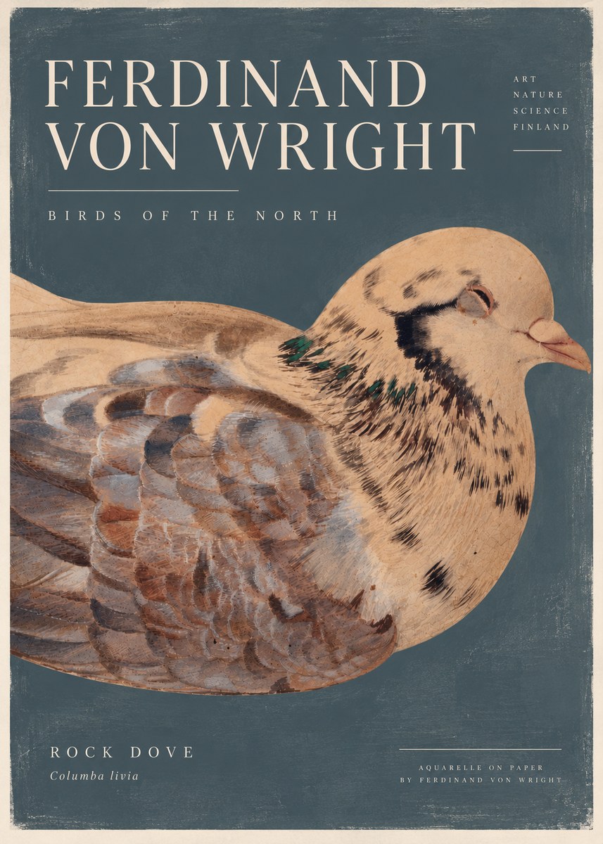 Ferdinand von Wright Turtle Dove Study No5 - Plakát