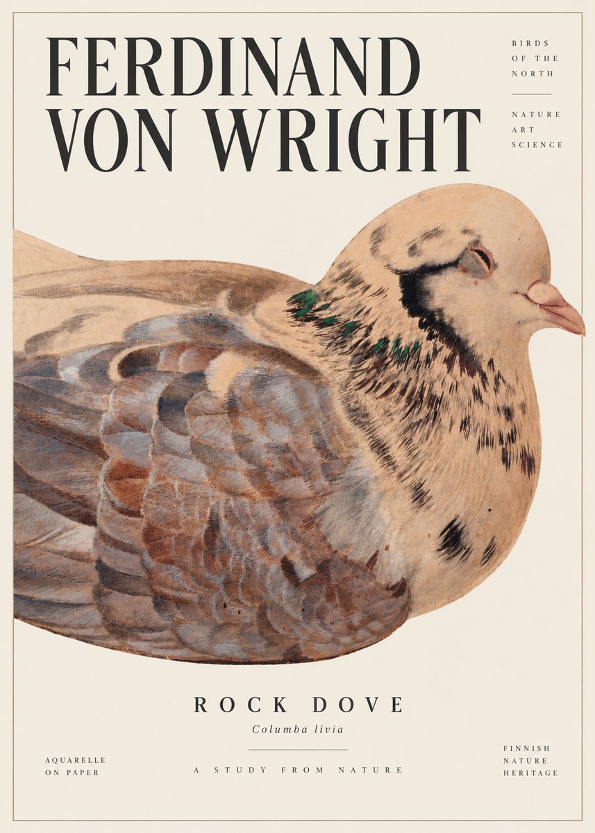 Ferdinand von Wright Turtle Dove Study No6 - Plakát