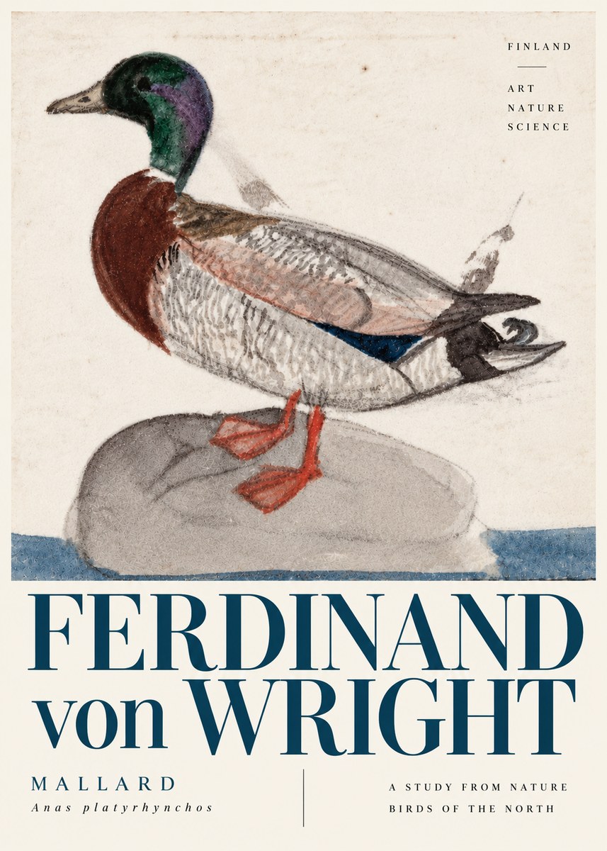 Ferdinand von Wright Mallard No6 - Plakát