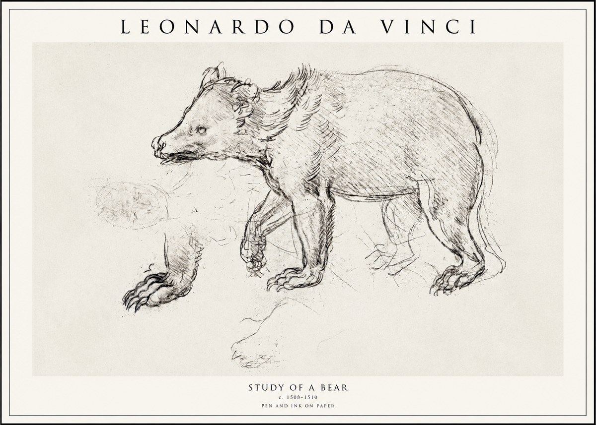 Leonardo da Vinci Study of a Bear No1 - Plakát