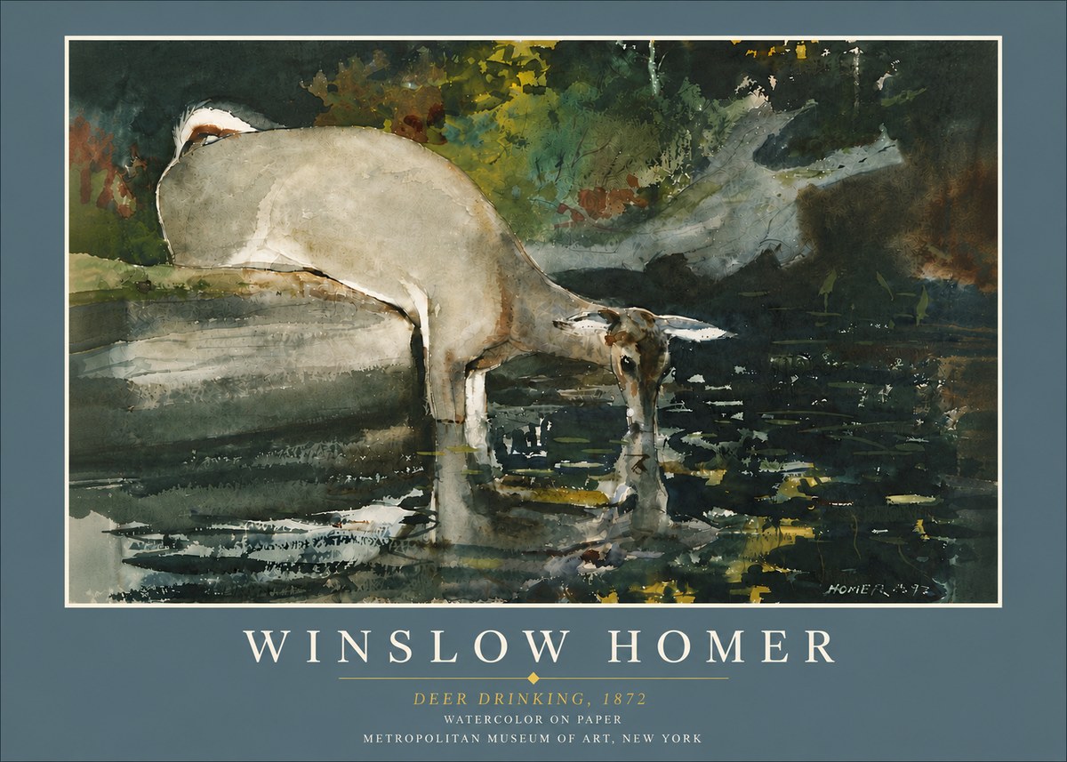 Winslow Homer Deer Drinking No6 - Plakát