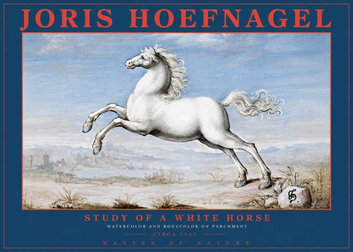 Joris Hoefnagel Study of a White Horse No2 - Plakát