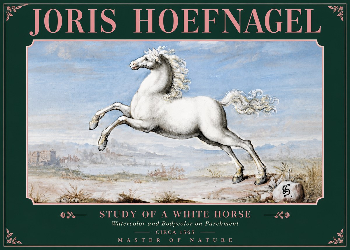 Joris Hoefnagel Study of a White Horse No5 - Plakát