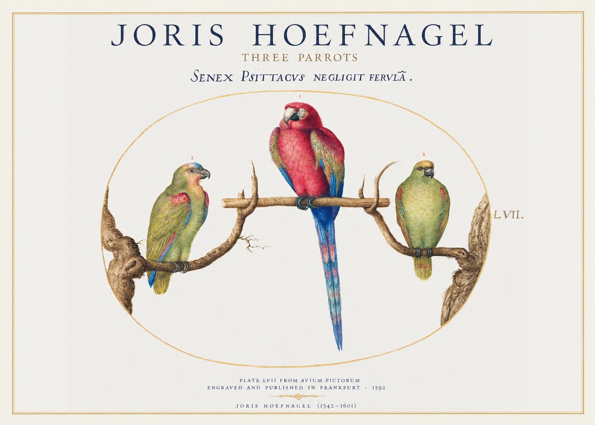 Joris Hoefnagel Three Parrots No1 - Plakát