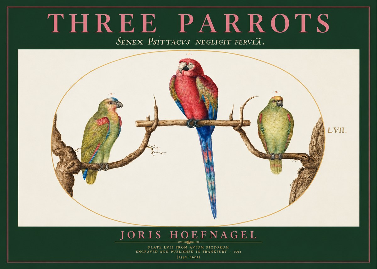 Joris Hoefnagel Three Parrots No2 - Plakát