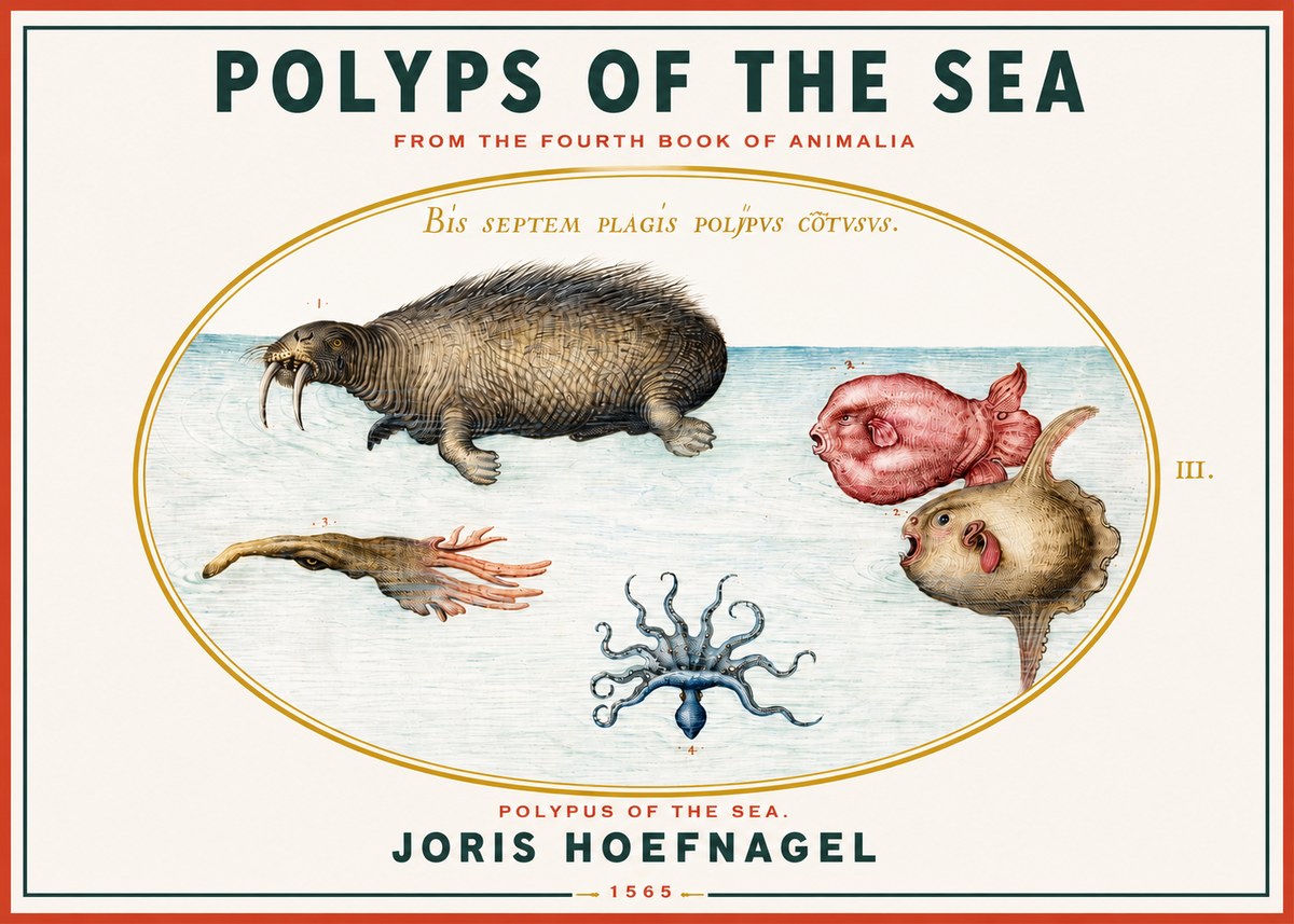 Joris Hoefnagel Polyps of the Sea No3 - Plakát