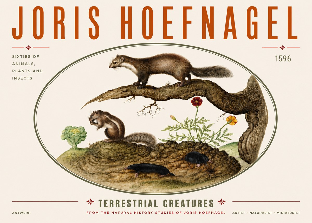 Joris Hoefnagel Terrestrial Creatures No3 - Plakát
