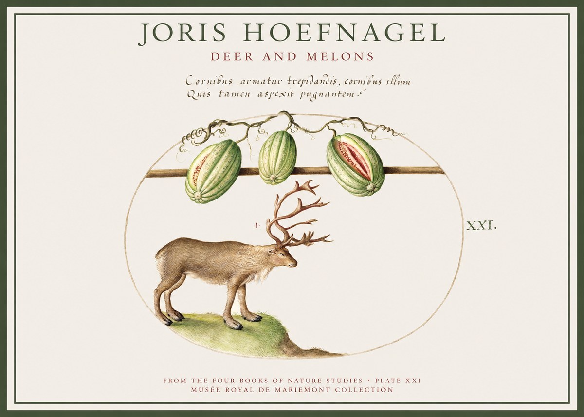 Joris Hoefnagel Arctic Nature Study No4 - Plakát