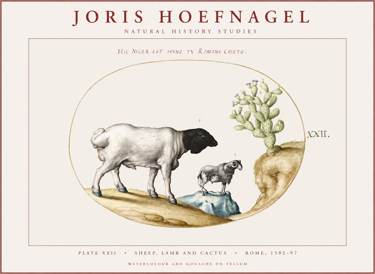 Joris Hoefnagel Sheep and Lamb with Flowering Cactus No4 - Plakát