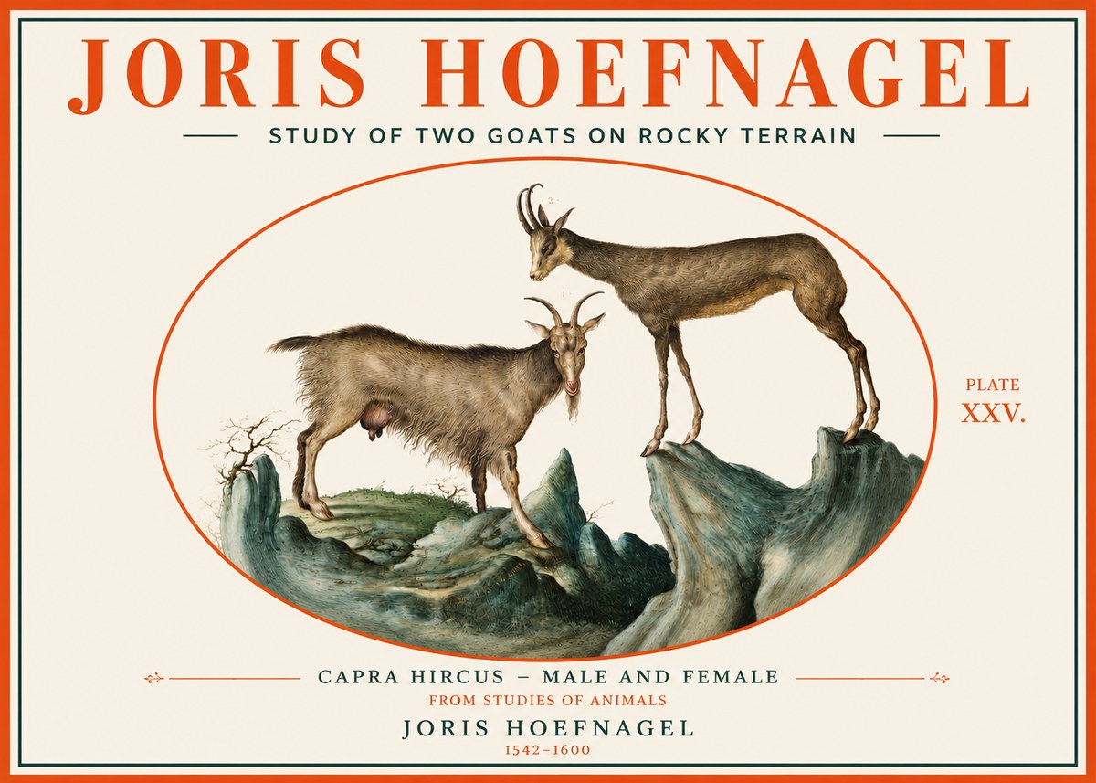Joris Hoefnagel Study of Two Goats on Rocky Terrain No3 - Plakát