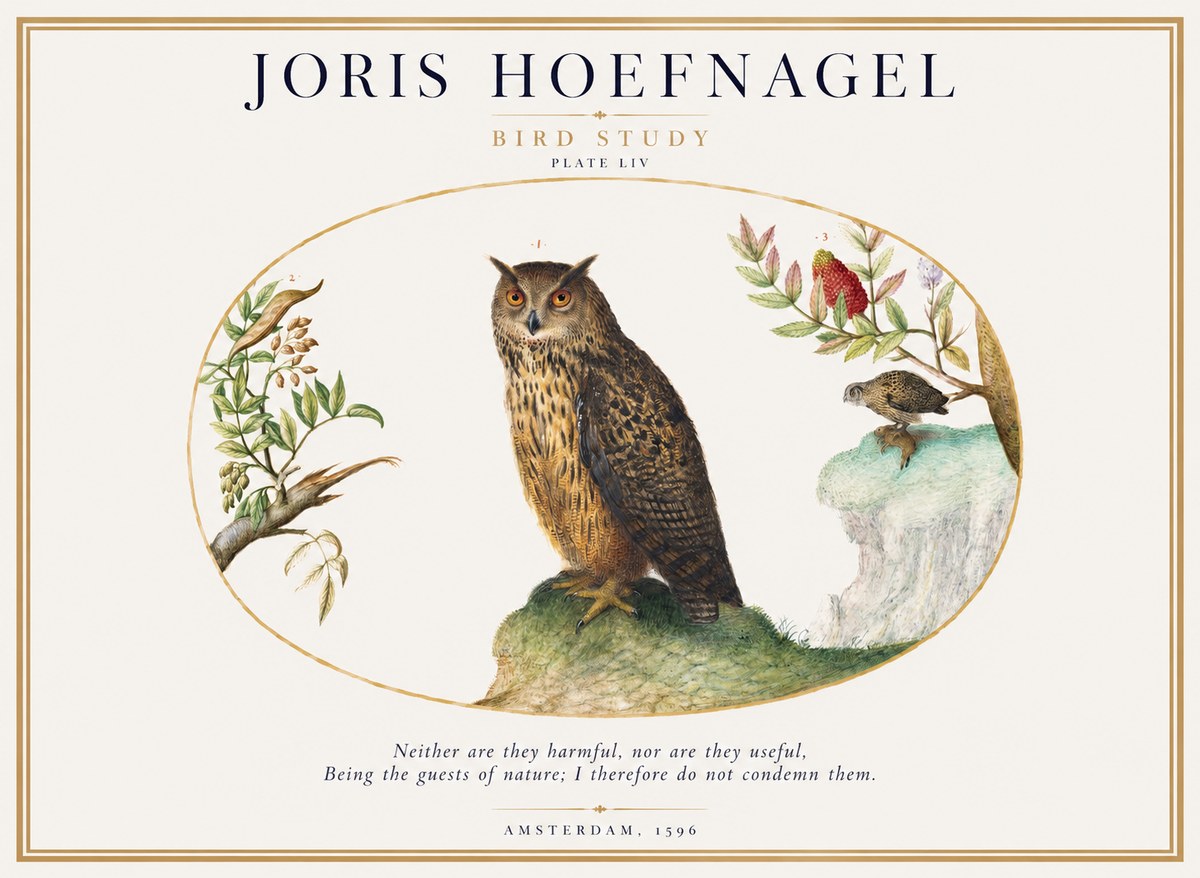 Joris Hoefnagel Bird Study Plate Liv No1 - Plakát