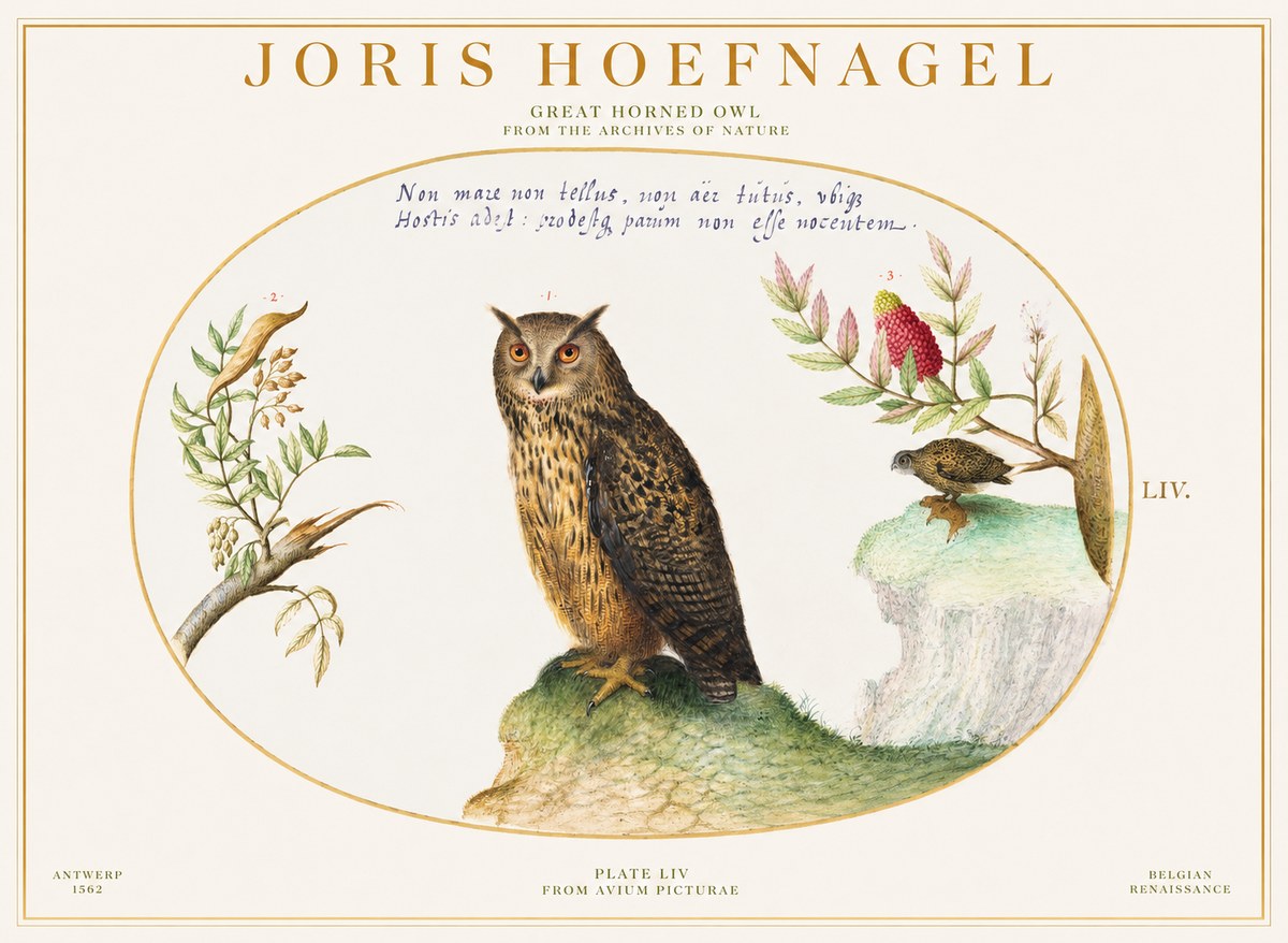 Joris Hoefnagel Bird Study Plate Liv No6 - Plakát