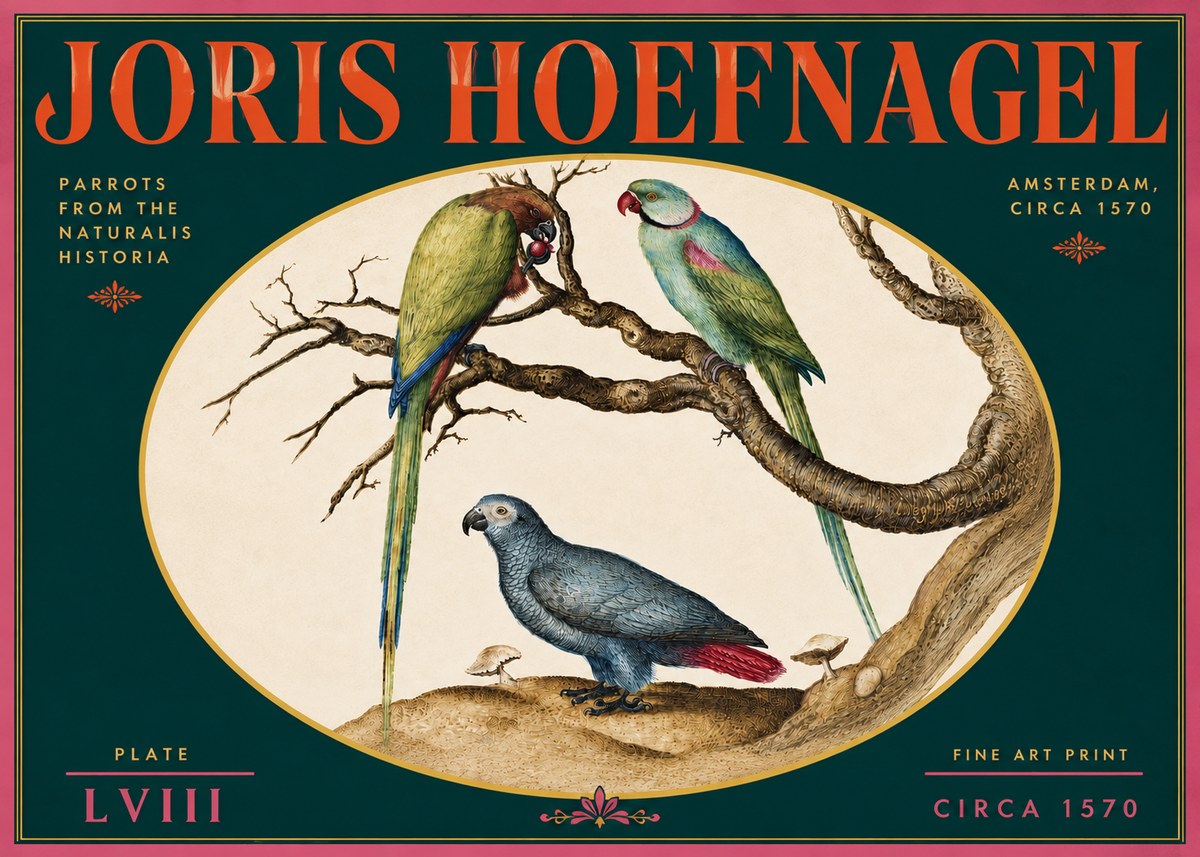 Joris Hoefnagel Parrots from the Naturalis Historia No5 - Plakát