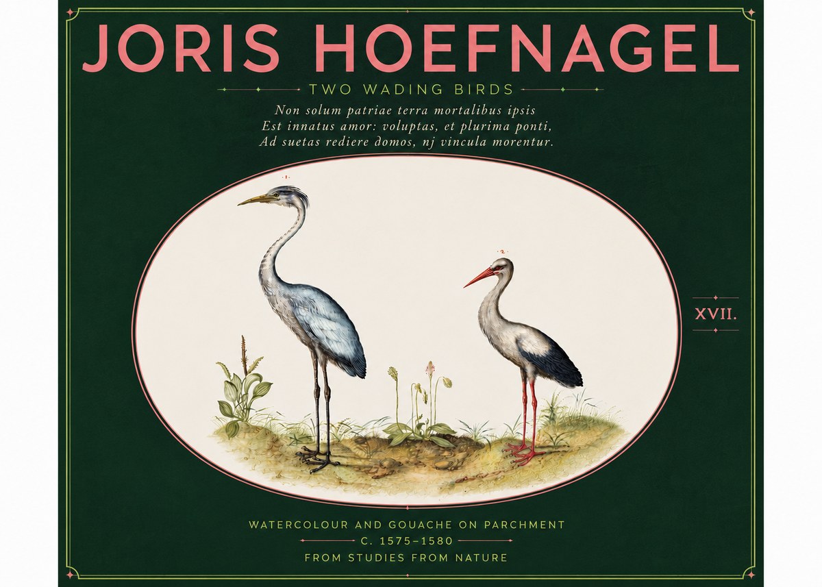 Joris Hoefnagel Study of Two Cranes No6 - Plakát