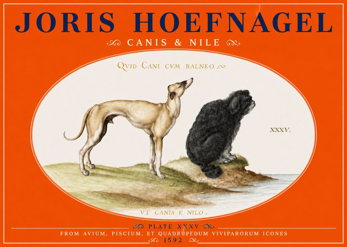 Joris Hoefnagel Neither Can a Dog Live in Baths No5 - Plakát