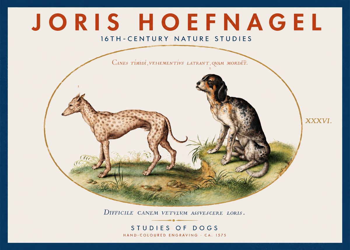 Joris Hoefnagel Studies of Dogs No2 - Plakát