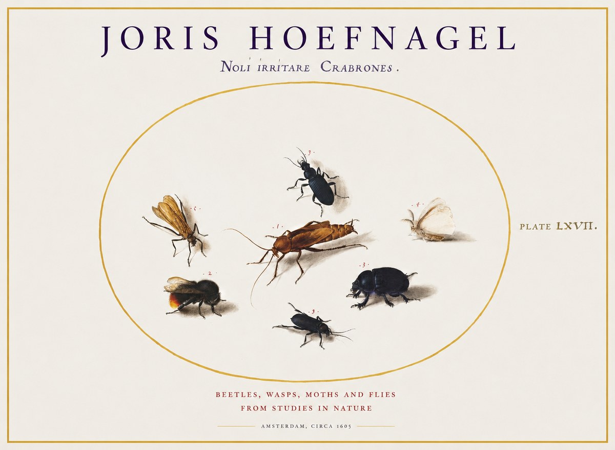 Joris Hoefnagel Scarabeus Aqvilä Qvaerit. No2 - Plakát