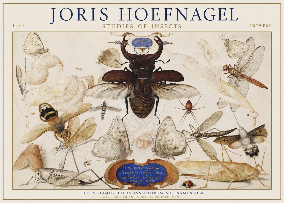 Joris Hoefnagel Studies of Insects I No1 - Plakát