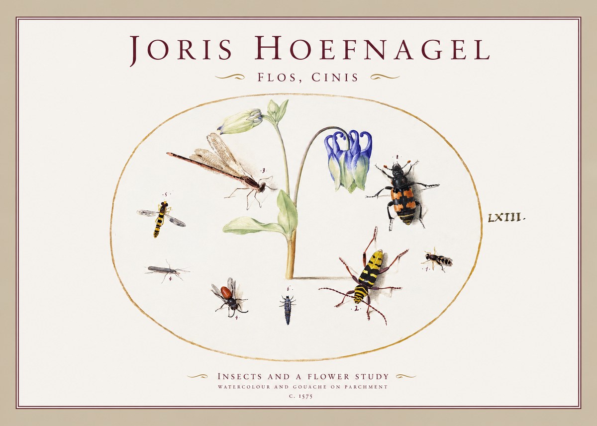 Joris Hoefnagel Insects and a Flower Study No1 - Plakát