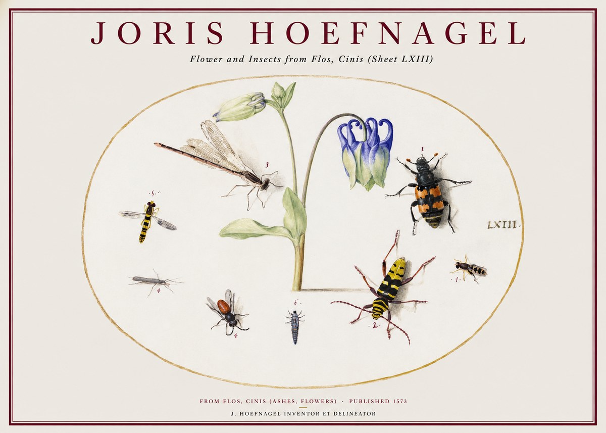 Joris Hoefnagel Insects and a Flower Study No2 - Plakát