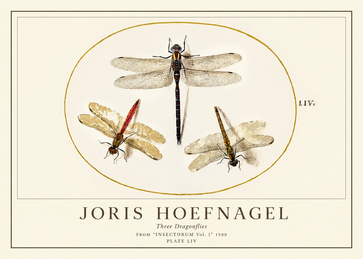 Joris Hoefnagel Three Dragonflies No1 - Plakát