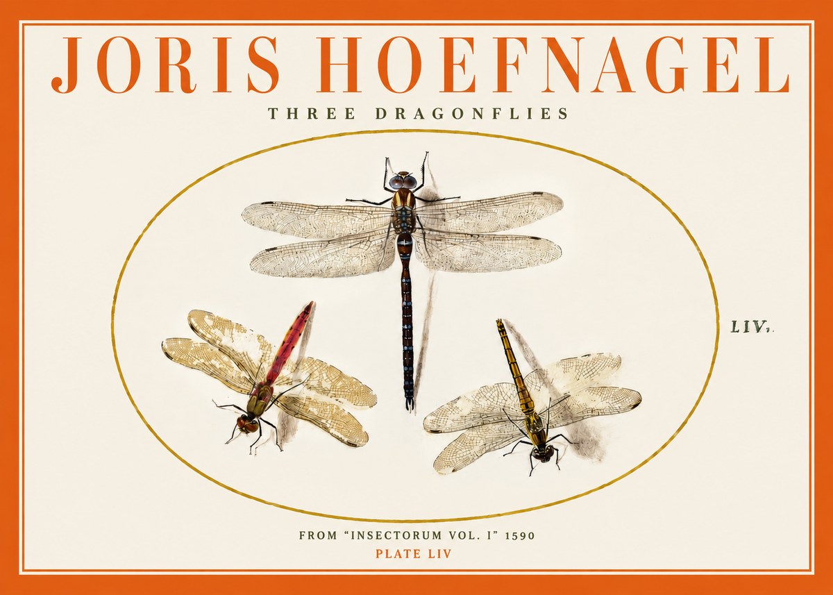 Joris Hoefnagel Three Dragonflies No2 - Plakát
