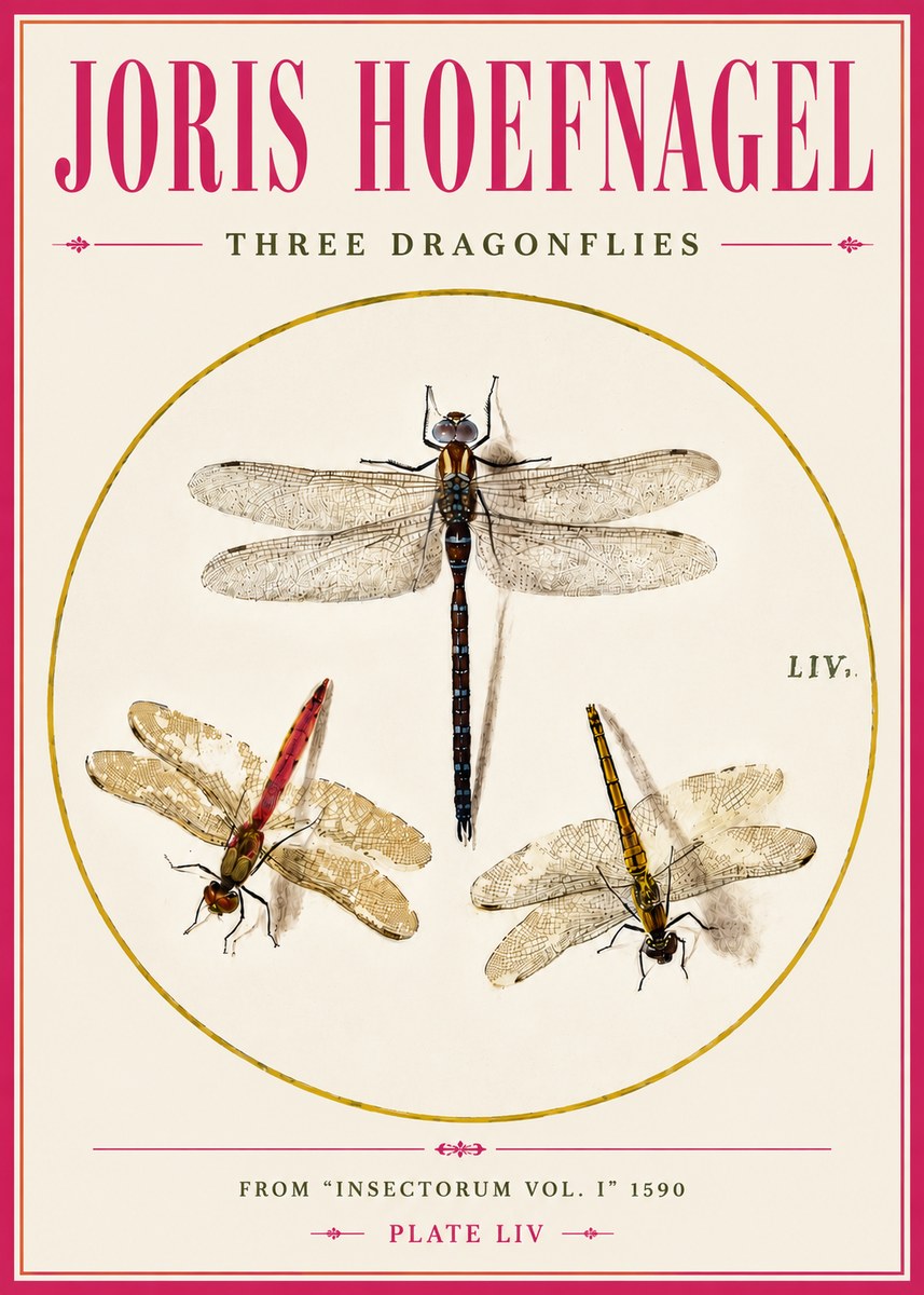 Joris Hoefnagel Three Dragonflies No5 - Plakát