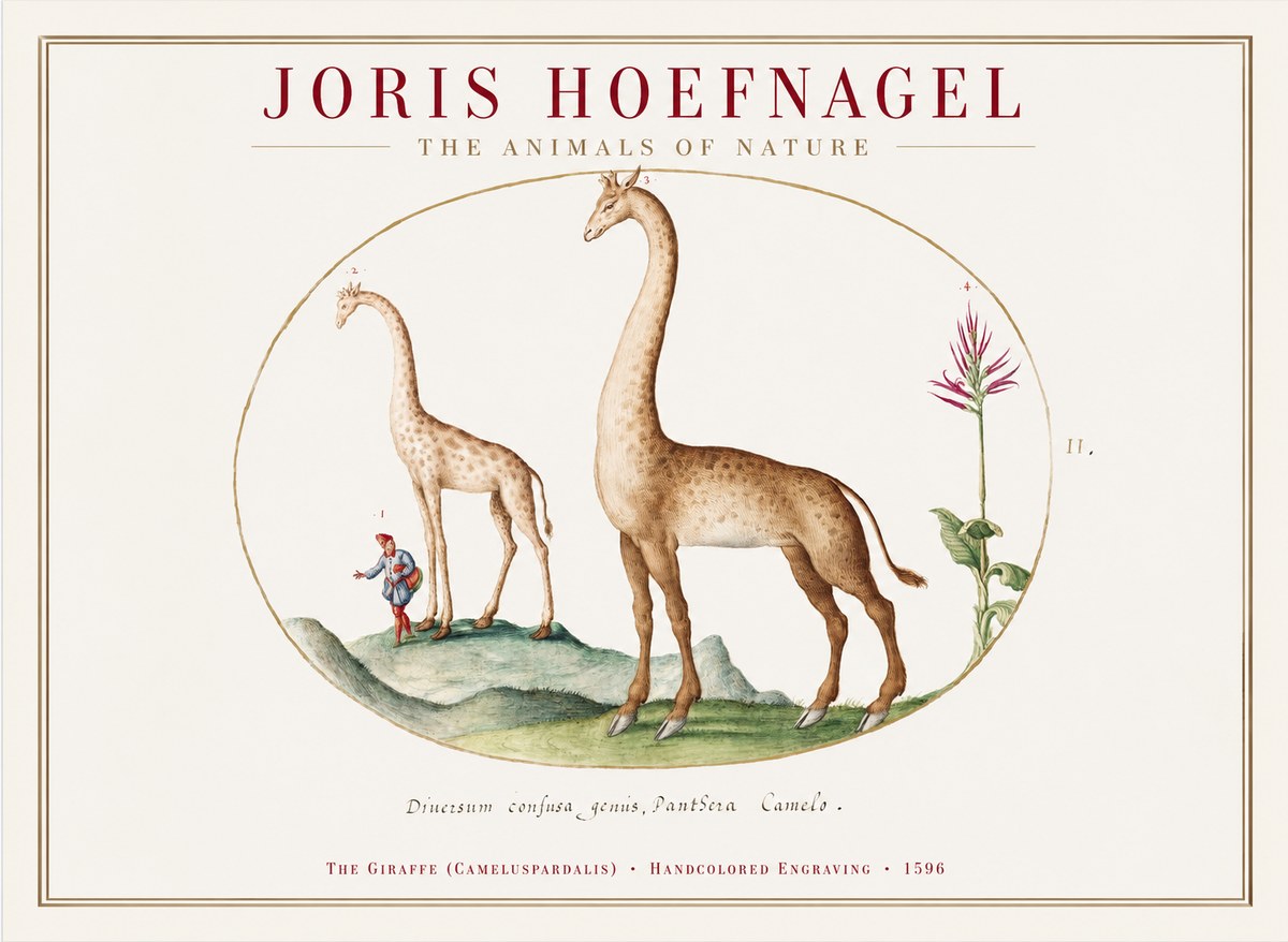 Joris Hoefnagel The Giraffe (Cameluspardalis) No1 - Plakát