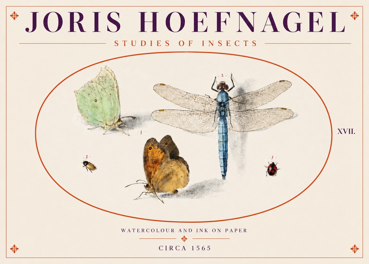 Joris Hoefnagel A Study of Butterflies, Dragonflies and Beetles No5 - Plakát