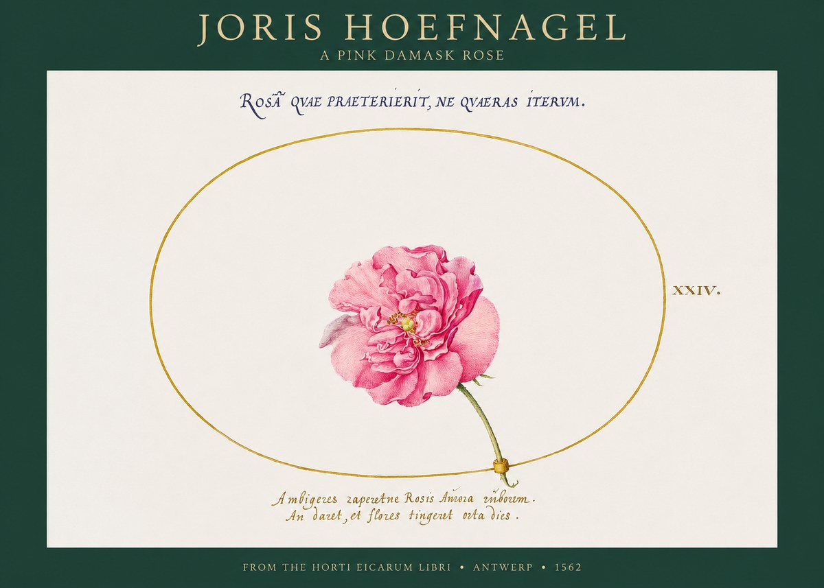 Joris Hoefnagel A Pink Damask Rose No1 - Plakát