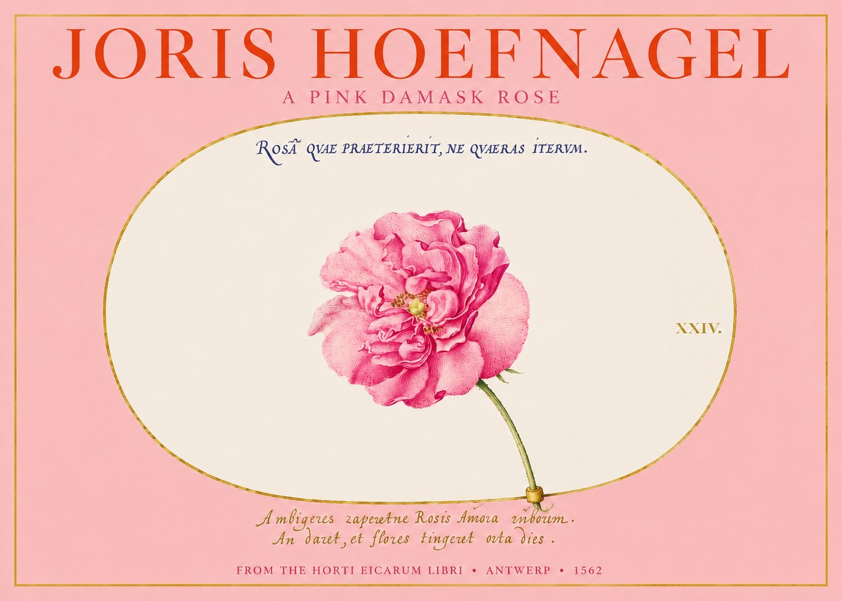 Joris Hoefnagel A Pink Damask Rose No2 - Plakát