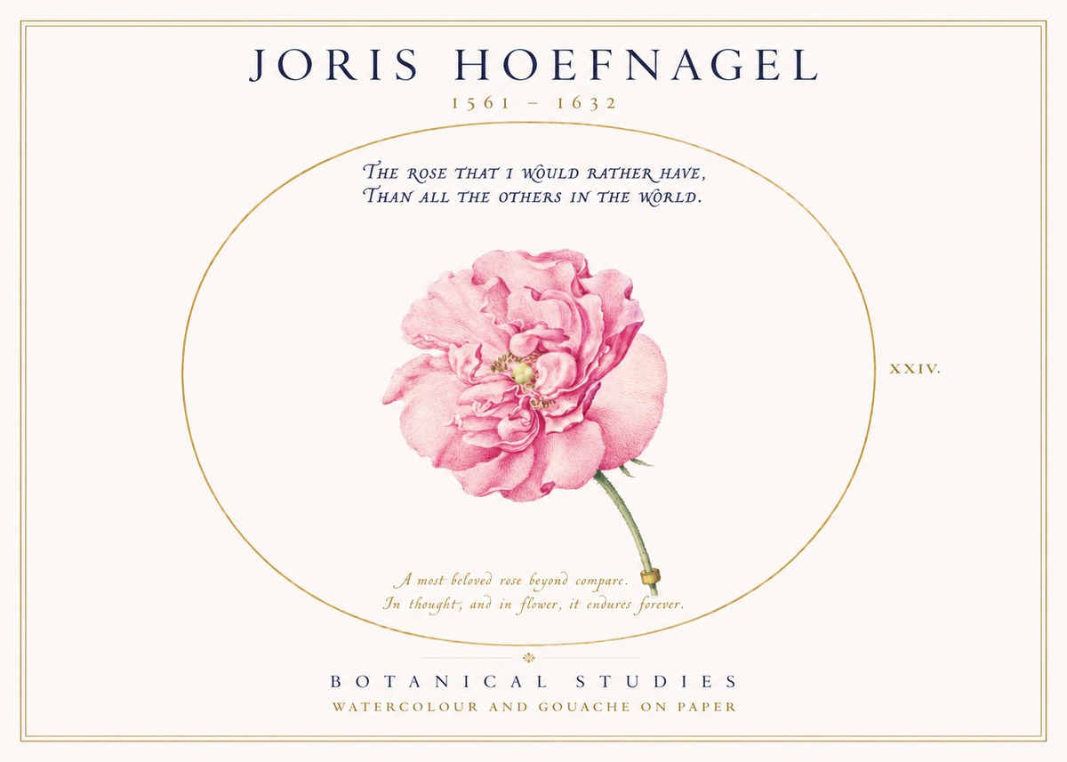 Joris Hoefnagel A Pink Damask Rose No3 - Plakát